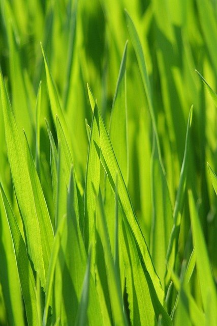 grass-cutting-chichester