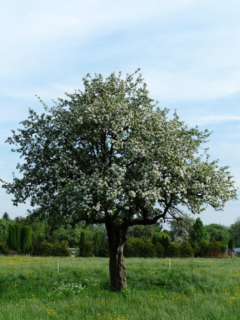 apple tree, tree, apple blossom, nature, spring, apple tree, apple tree, apple tree, apple tree, apple tree, tree, tree