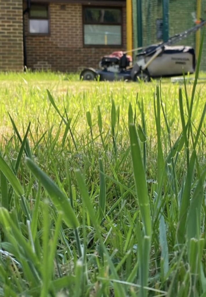 how often to cut grass in the UK